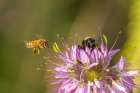 USA, New Mexico. Close-up of honey bees on flower. Art Print